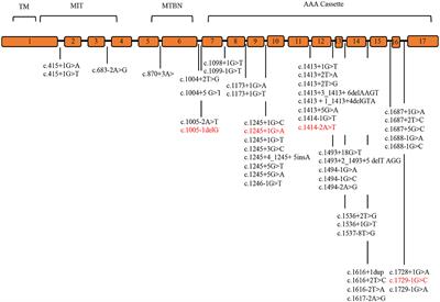 Cohort analysis of novel SPAST variants in SPG4 patients and implementation of in vitro and in vivo studies to identify the pathogenic mechanism caused by splicing mutations